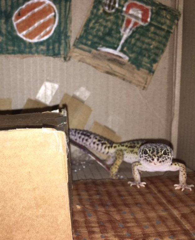 Did You Know? Leopard Gecko fun facts