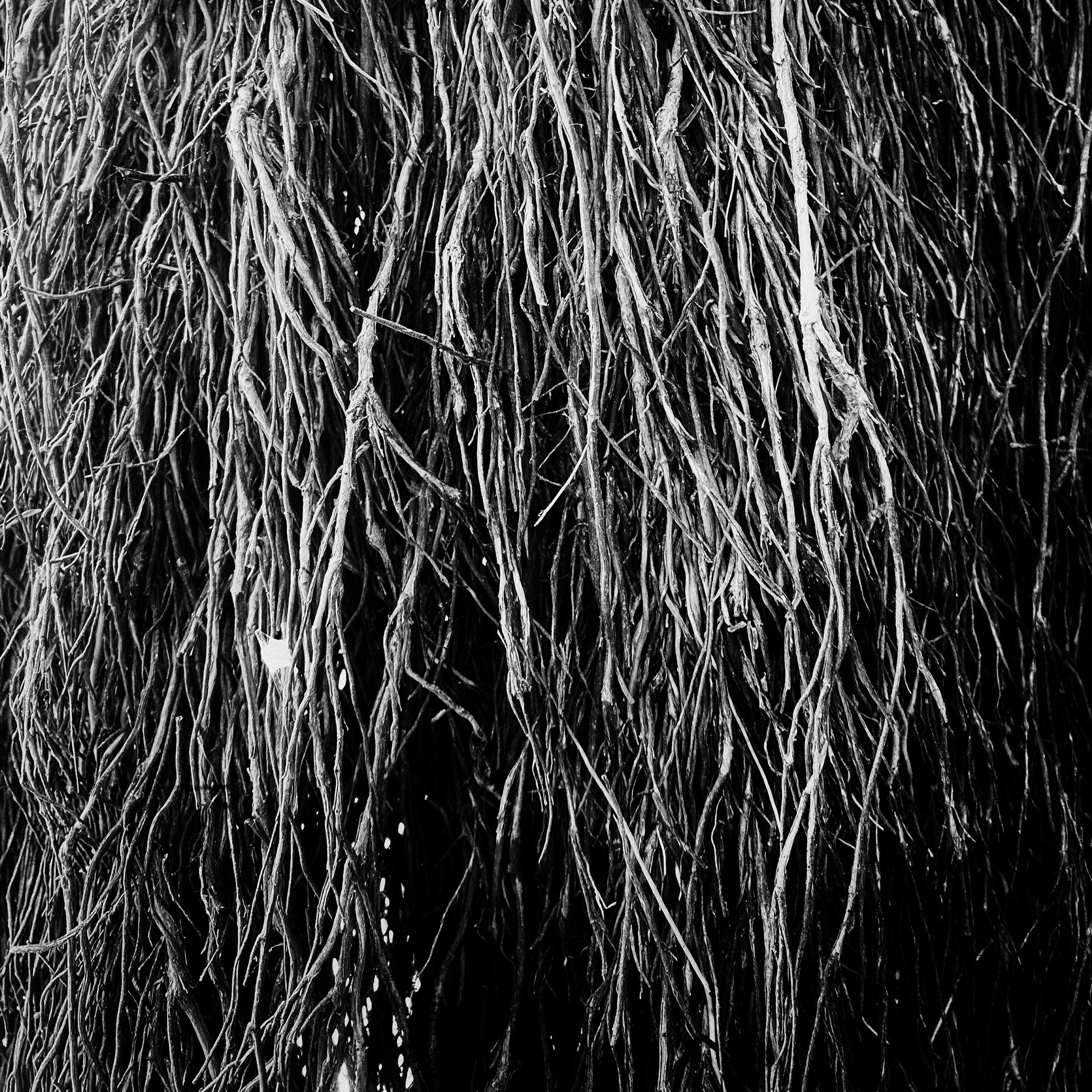 Black and white image of hanging roots with a dark background.