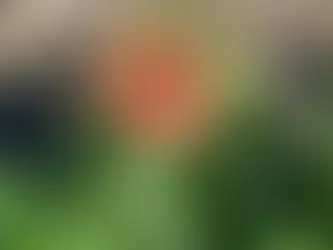 WILD DREAMS OF SPRING, with JEN WILLIAMS (BEST OF)