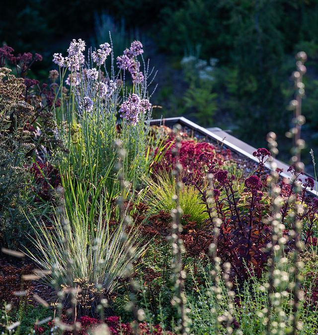 TNP_Green roof jewel box_24
