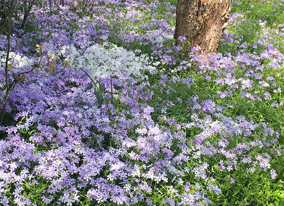 Phlox (1 of 1).jpg
