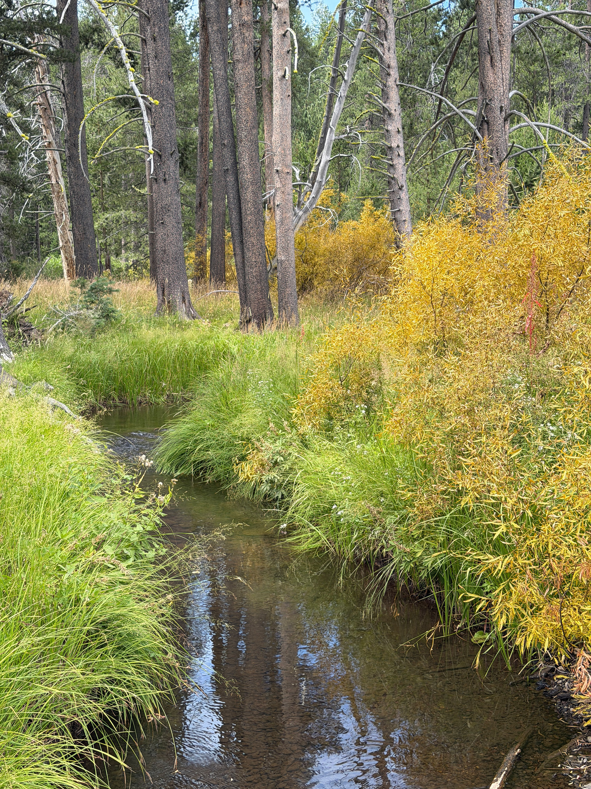 Summer spring-fed-creek lined with native torrent sedge and willows, burnishing up in late summer. Nevada County, California August 2026