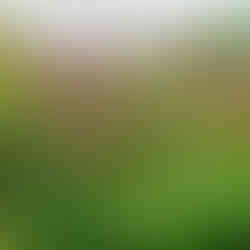 Floral Interplay in Meadow - photo by Shogo Oizumi, all rights reserved.