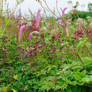 Floral Interplay in Meadow - photo by Shogo Oizumi, all rights reserved.