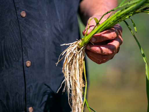 TO LEAVE THE LAND BETTER THAN WE FOUND IT BRYCE & BRITA LUNDBERG–LUNDBERG FAMILY FARM