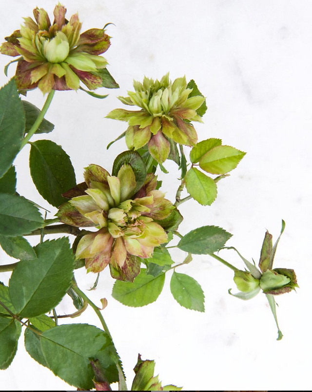 "Mutations can be beautiful." R. chinensis 'Viridiflora', photo by Fallon Shea