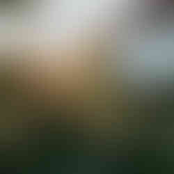 Wild Garden Life - Scenes from Sigridsminde - Images all by Camilla Jorvad. All Rights reserved.