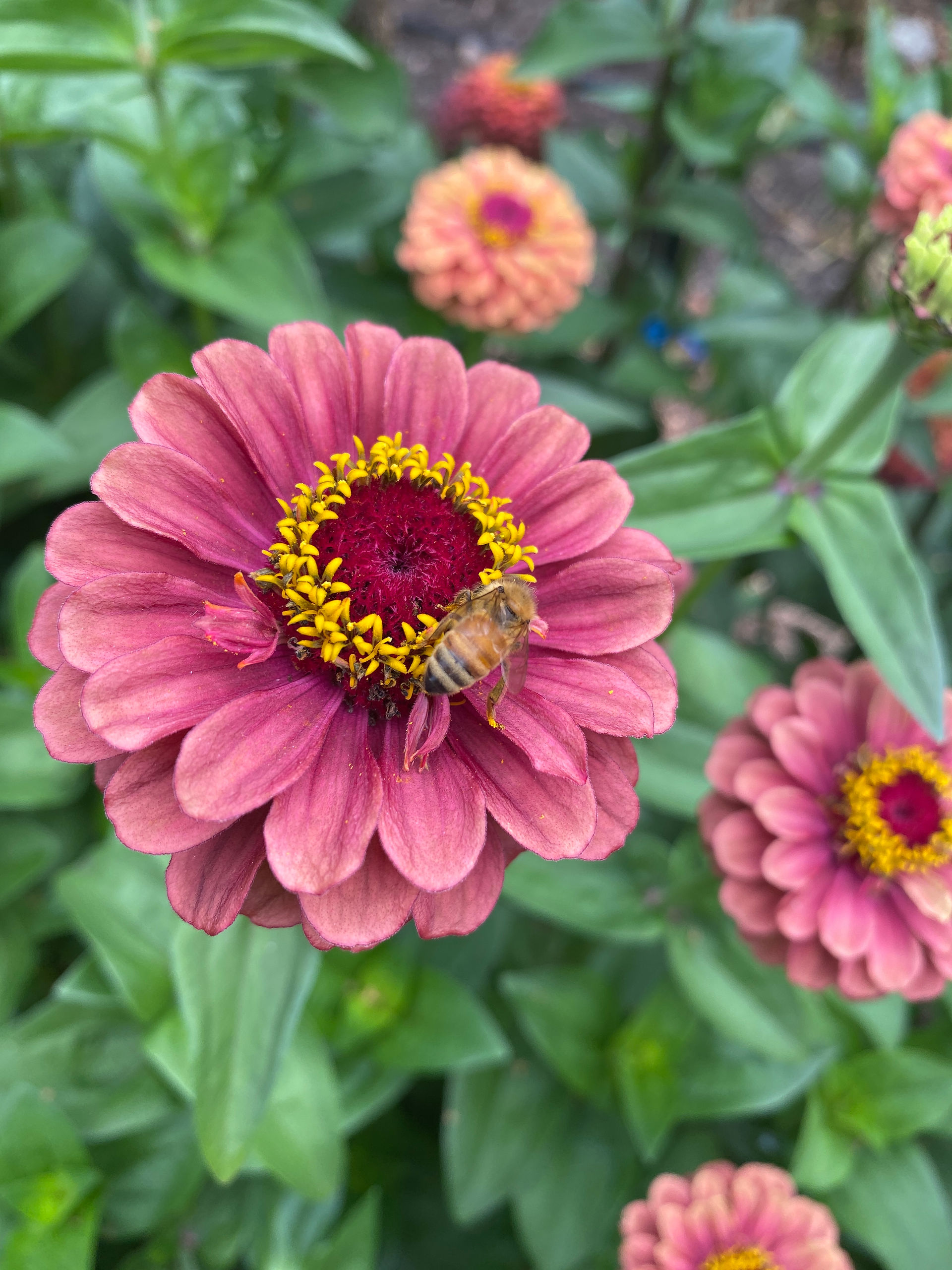 zinnia and bee