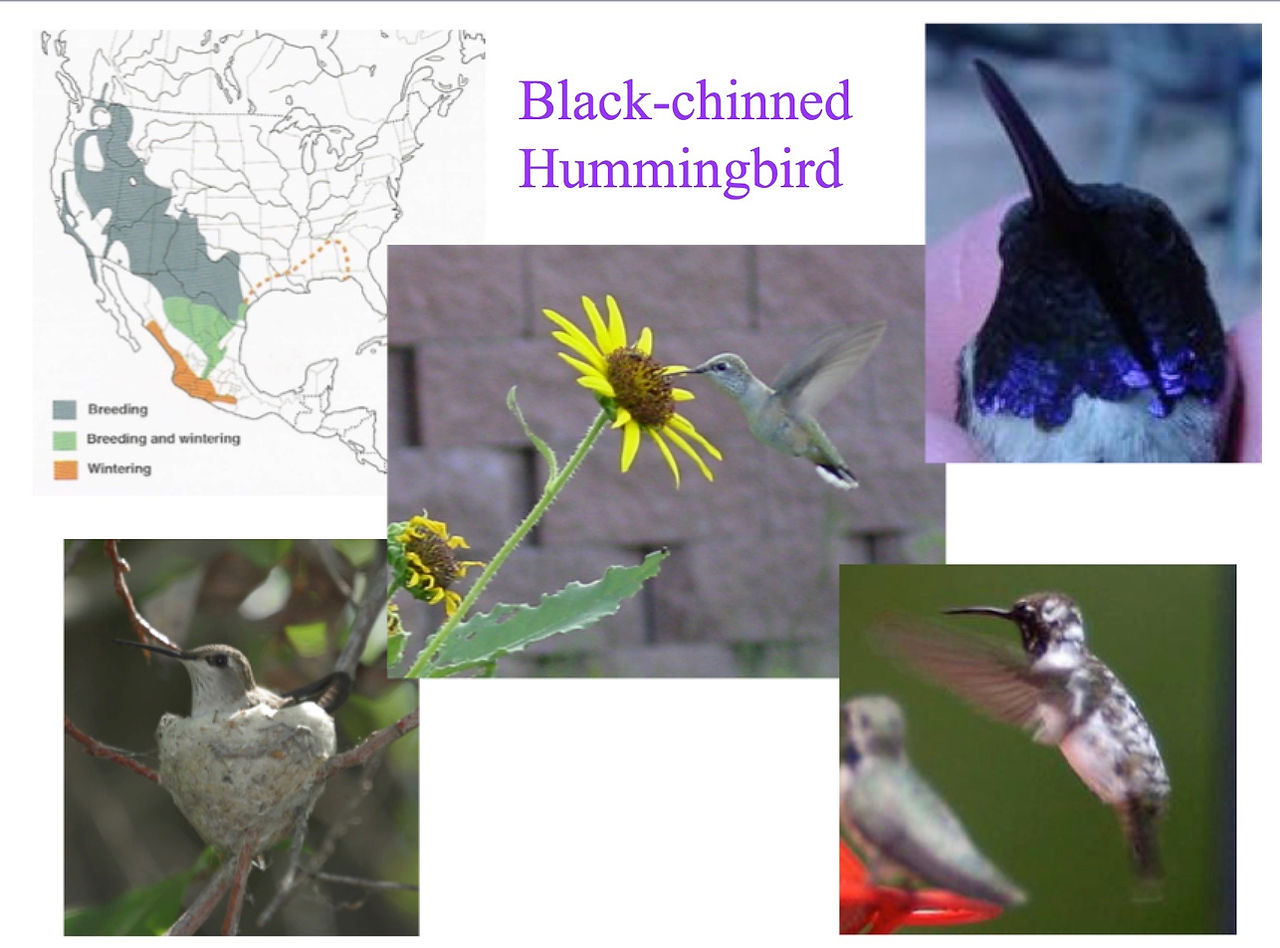 Black Chinned info