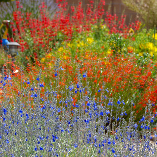 Painted Desert - Lush colorful garden design by Judith Phillips, Image courtesy of Hunter Ten Broeck