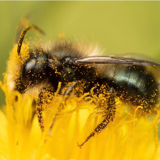 Orchard Mason Bees from Rent Mason Bees, on CP 2.19.26