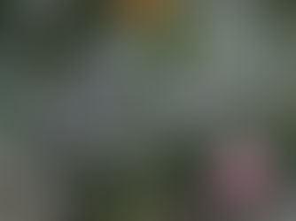 CP NEW MOON NEWSLETTER - JANUARY 2026