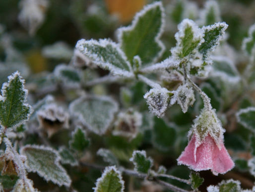 CP NEW MOON NEWSLETTER - JANUARY 2026