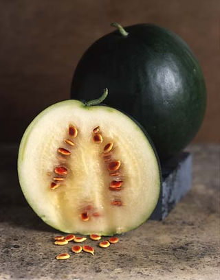 Red Seeded Citron - from "The Melon" - written by Amy Goldman, photos by Victor Schrager, all rights reserved.