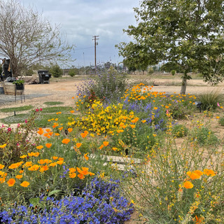 Ernesto's home garden of native plant friends - photo by Ernesto Alvarado, all rights reserved.