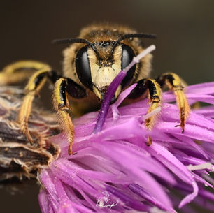 PREPARING FOR INTERNATIONAL POLLINATOR WEEK with KRYSTLE HICKMAN, AUTHOR, ARTIST, NATIVE BEE ADVENTURER