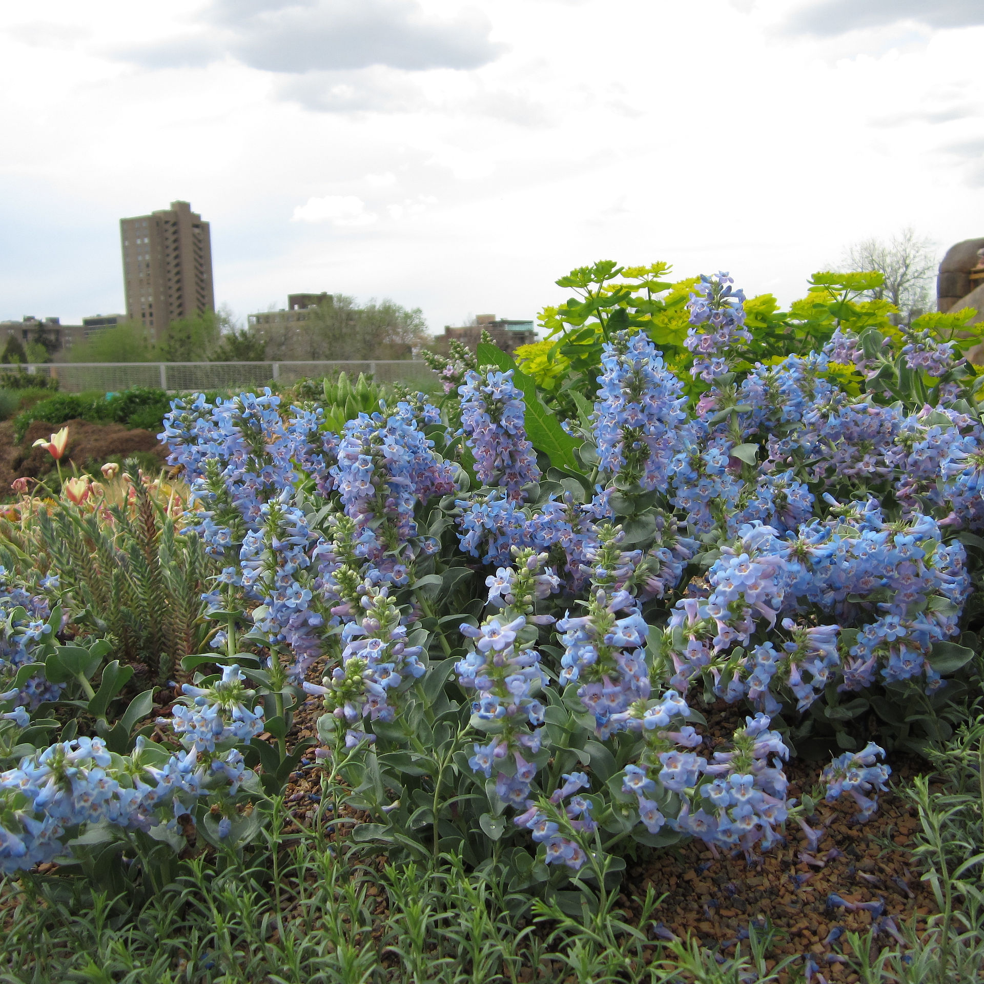 Penstemon nitidus in Mordecai Childern's