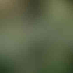 Sweet Peas - Scenes from Sigridsminde - Images all by Camilla Jorvad. All Rights reserved.