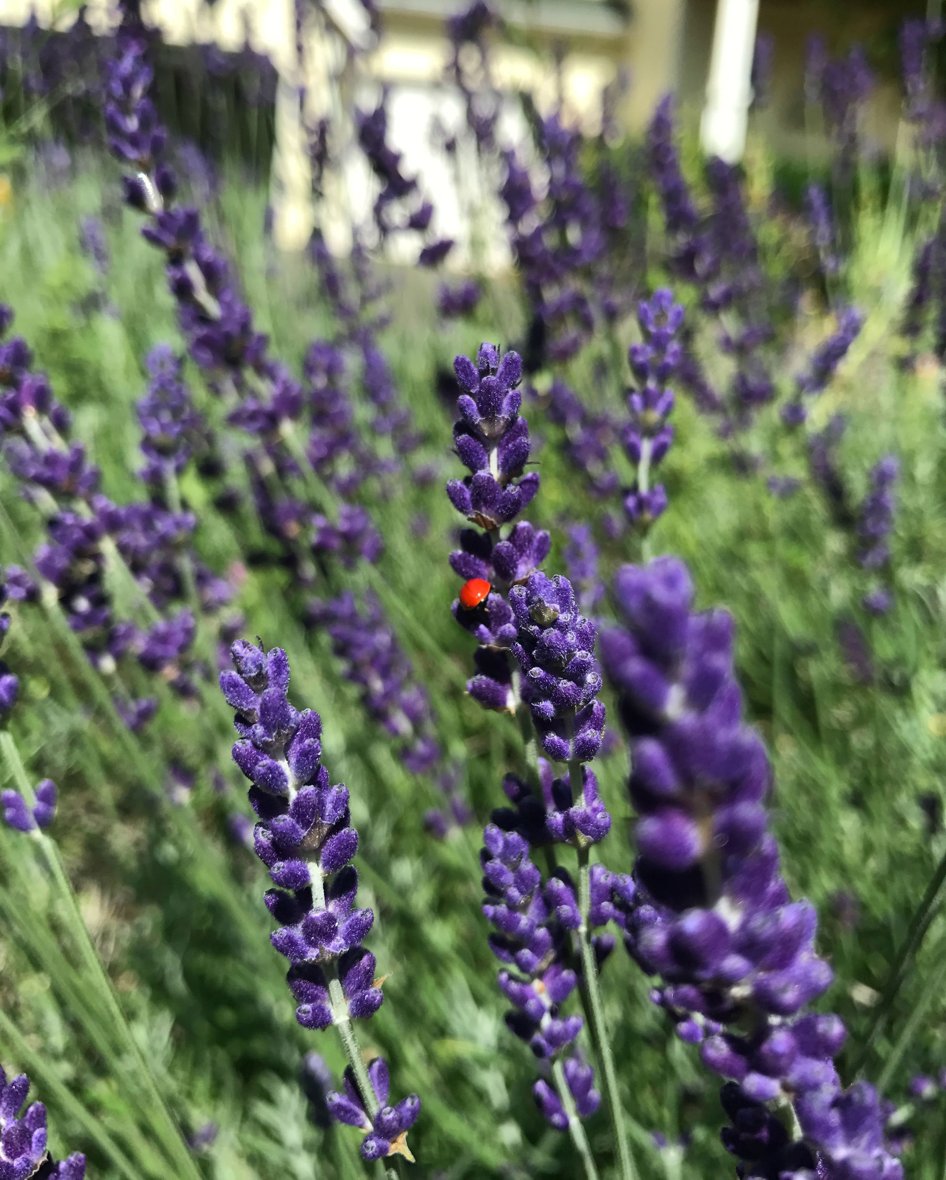 lavender in garden