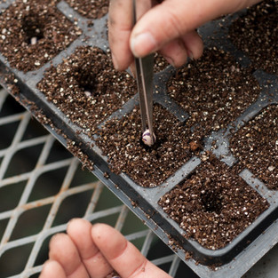 Seeding - Seeds are collected and grown on for the next season. photo by Shogo Oizumi, all rights reserved.