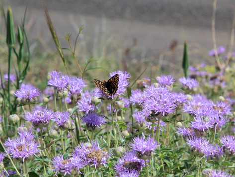 A VIEW FROM HERE, JULY: SLOW SUMMER....LEAN IN