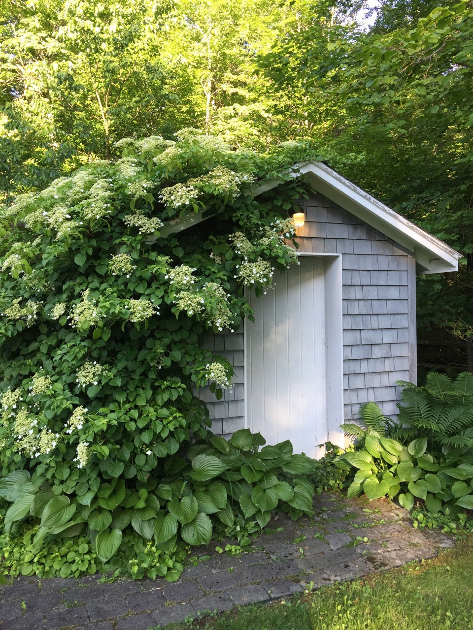 PoolShedwithHydrangeaPetiolaris