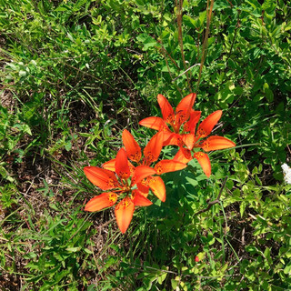 Jamaica's lilies - photo by Jamaica Kincaid