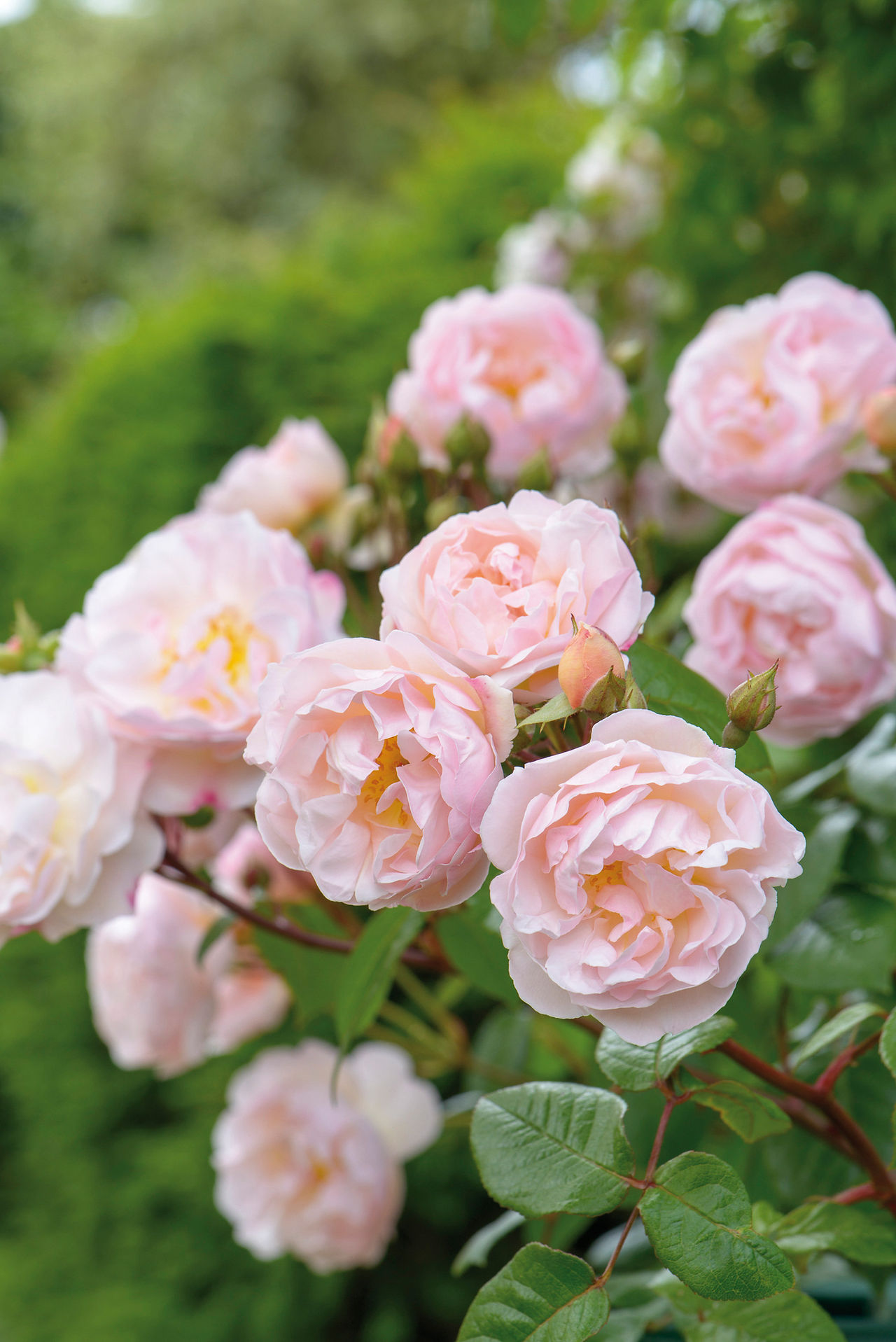 courtesy of David Austin Roses