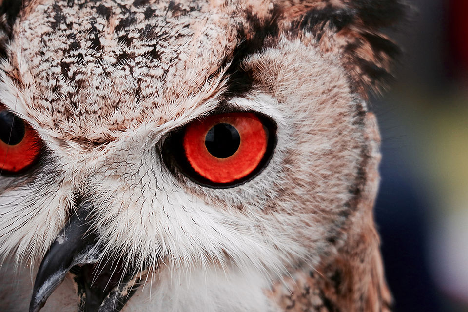 Night Life - Owl