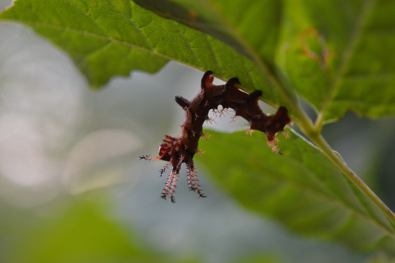 Life in the Humane Garden