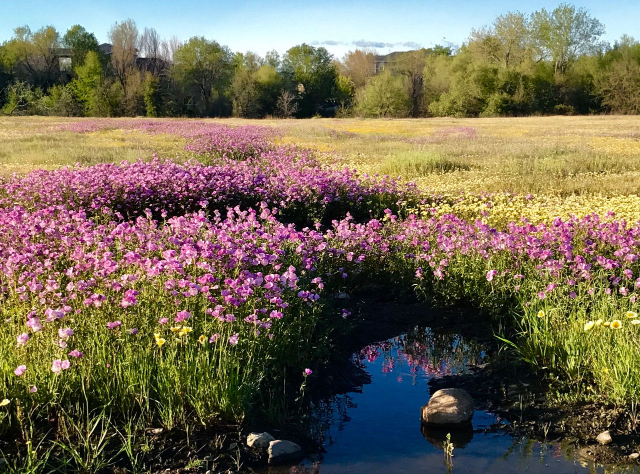 California Wetland Plant Community