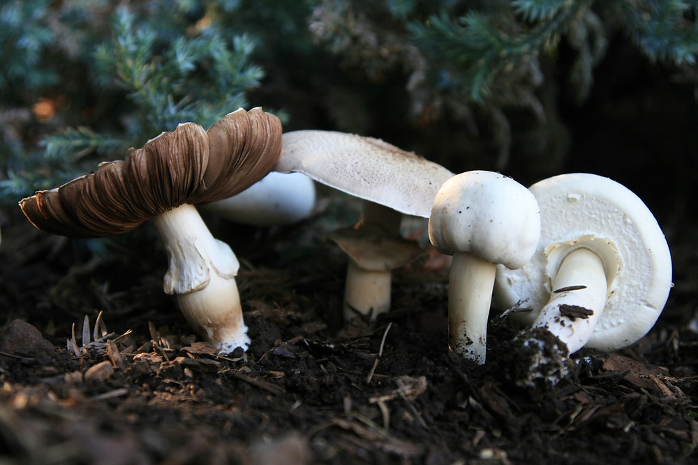 A little colony of winter mushrooms that appear annually - like little gnomes they always seem to me - arrived to welcome the seasonal of cool, dam
