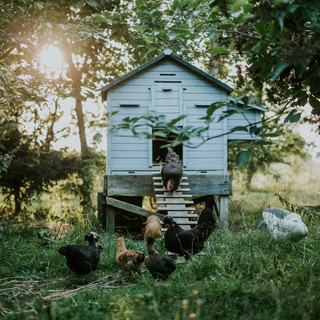 Hen House - Scenes from Sigridsminde - Images all by Camilla Jorvad. All Rights reserved.