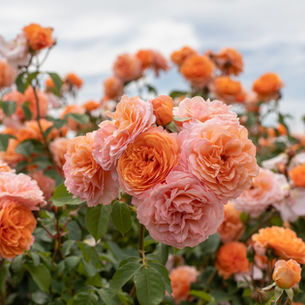 REALLY ROSES, with ROBIN JENNINGS OF OREGON-BASED HEIRLOOM (ROSES)