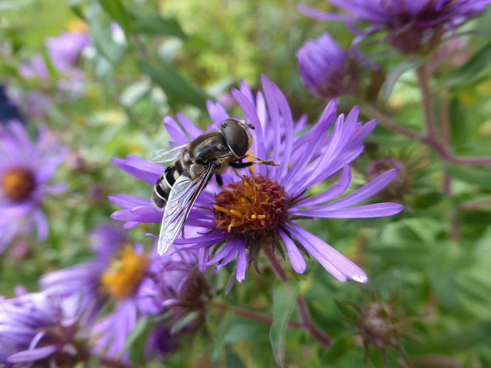 Syrphid fly on Eastern aster. Our gardens can be the habitat needed to bridge gaps for the beautiful and necessary insects, birds and other wildlife of our world. Photo by Sarah Foltz Jordancourtesy of The Xerces Society, all rights reserved.