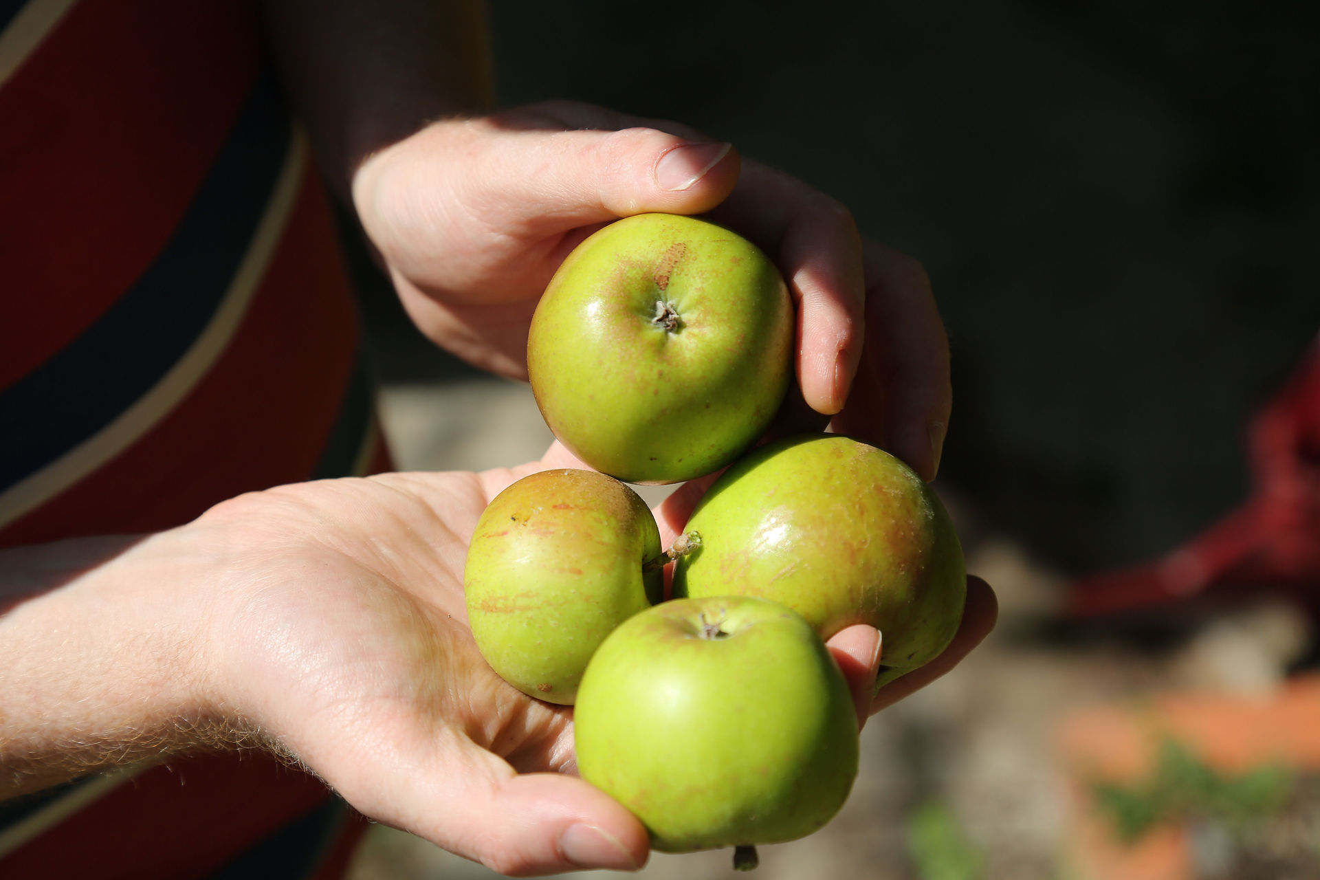 Apples in Hand -  Images from Matt Hall's New Zealand Home Garden.