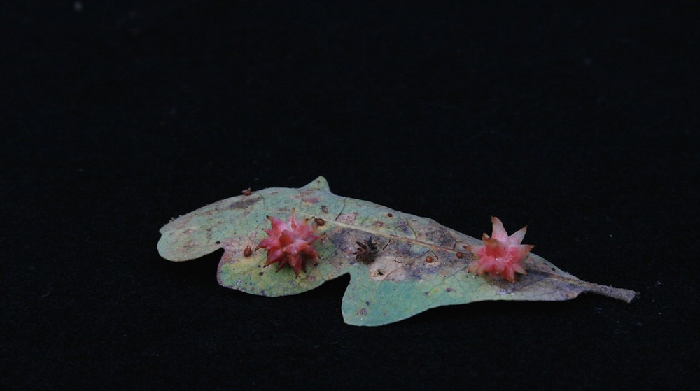 Urchin Galls persisting on a blue oak leaf in the Autumn duff. Photo by Jennifer Jewell.