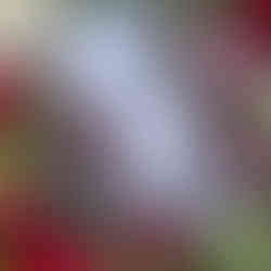 Holiday Warmth Posy Kit - Bonny Doon Garden Co.