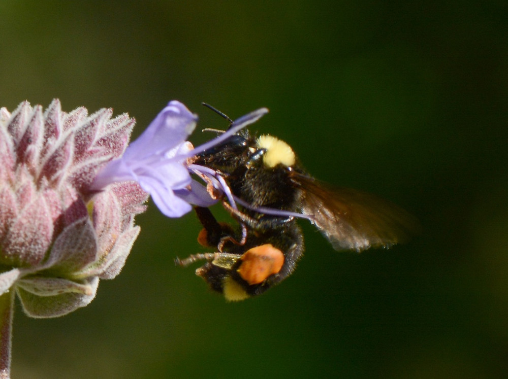 Bombus californicus on Salvia Clevelandii at Canyon Creek. Photo by John Whittlesey, all rights reserved.