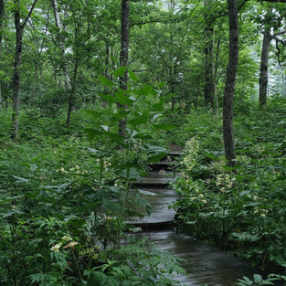 Entrance Forest at Tokachi Millennium Forest - photo by Kiichi Noro, all rights reserved.