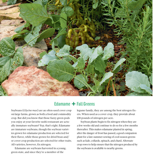 Edamame + Fall Greens, good companions, "Plant Partners", by Jessica Walliser