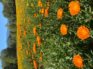 Calendula -  all photos used courtesy of The Herb Pharm and Sayaka Lean.