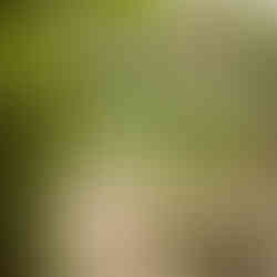 Christie's edible home garden with fruit trees and shade. Photo by Caitlin Atkinson.