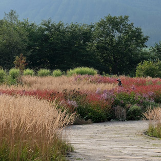 Meadow Garden grasses - photo by Kiichi Noro, all rights reserved.