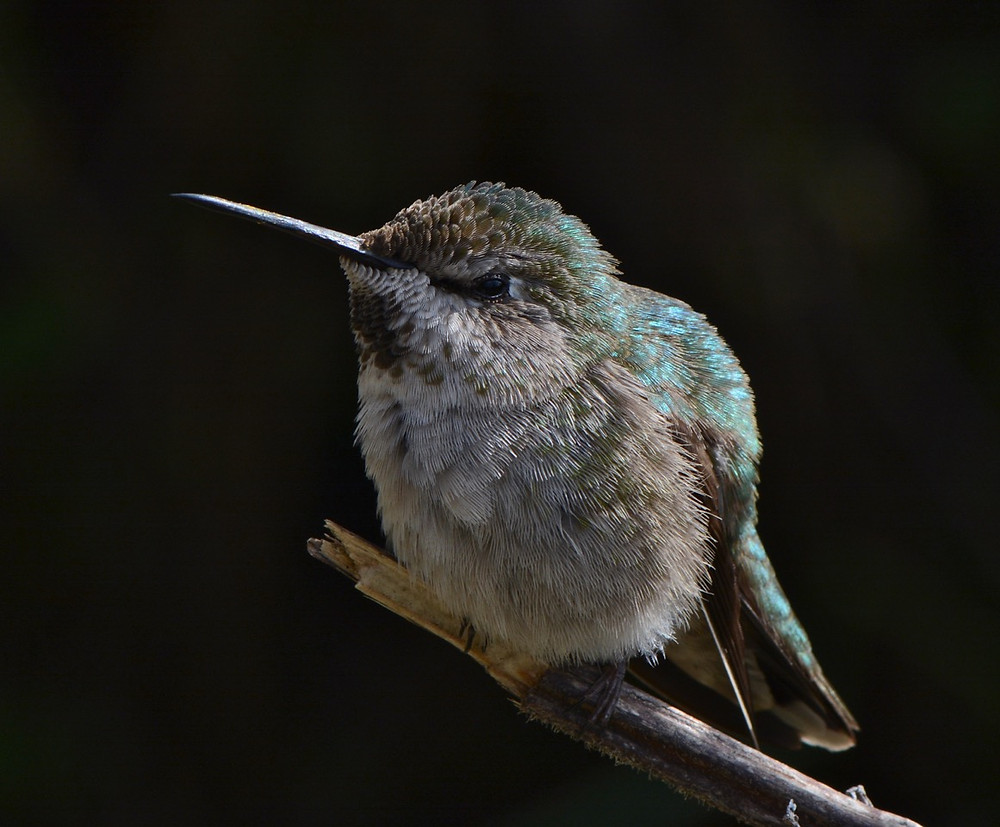 Anna's Hummingbird in Northern California Garden, photo by John Whittlesey. All Rights Reserved.