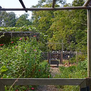 Marsh House Veg Garden - image courtesy of Edwina Von Gal
