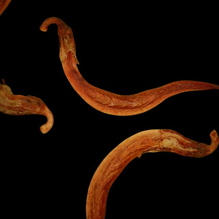 Seeds Under Scope - photo by Ernesto Alvarado, all rights reserved.