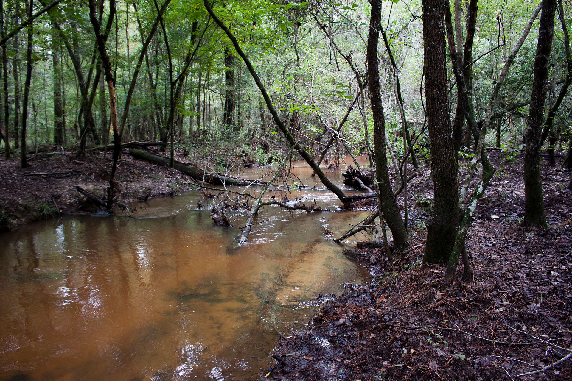 MistiLittle_EastTexasCreek