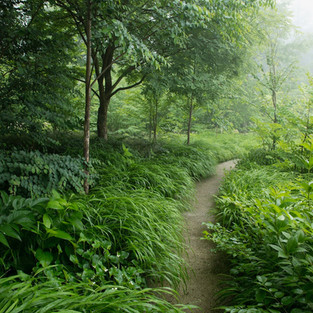 Forest walk - photo by Shogo Oizumi, all rights reserved.