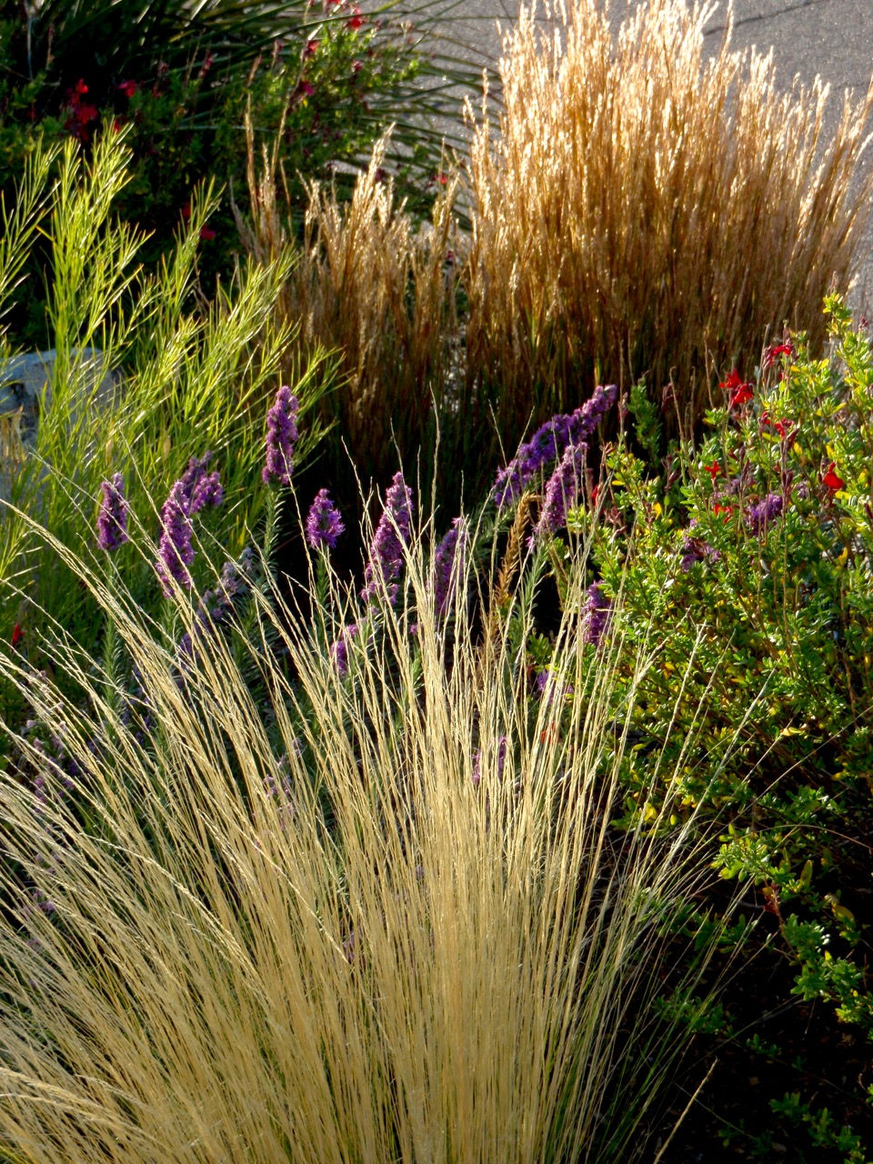 Colorful dry climate plantings